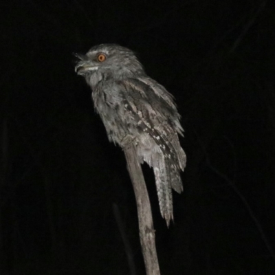 Podargus strigoides (Tawny Frogmouth) at Mount Ainslie - 2 Feb 2019 by jb2602