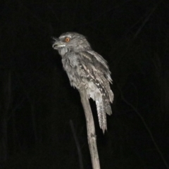 Podargus strigoides at Majura, ACT - 2 Feb 2019