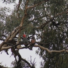 Callocephalon fimbriatum (Gang-gang Cockatoo) at Gundaroo, NSW - 21 Mar 2017 by Gunyijan