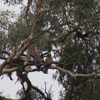 Callocephalon fimbriatum (Gang-gang Cockatoo) at Gundaroo, NSW - 21 Mar 2017 by Gunyijan