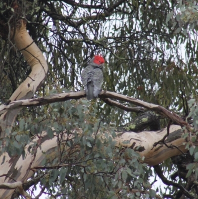 Callocephalon fimbriatum (Gang-gang Cockatoo) at Gundaroo, NSW - 21 Mar 2017 by Gunyijan