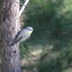 Eopsaltria australis (Eastern Yellow Robin) at Gundaroo, NSW - 7 Jun 2014 by Gunyijan