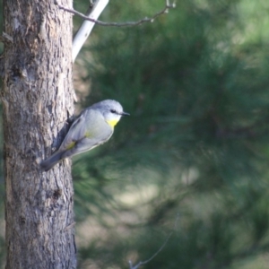 Eopsaltria australis at Gundaroo, NSW - 7 Jun 2014