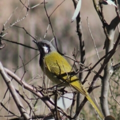 Nesoptilotis leucotis (White-eared Honeyeater) at Gundaroo, NSW - 27 Jul 2013 by Gunyijan