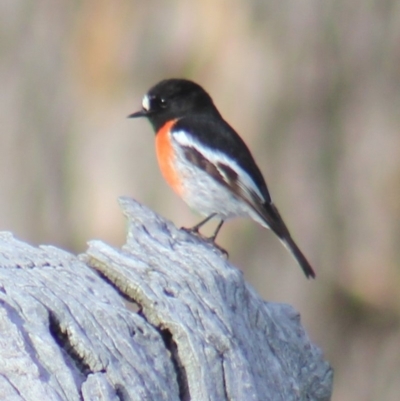 Petroica boodang (Scarlet Robin) at Gundaroo, NSW - 28 Jul 2013 by Gunyijan