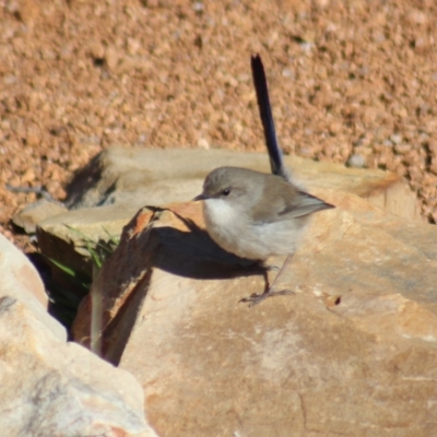 Malurus cyaneus (Superb Fairywren) at Gundaroo, NSW - 23 Jul 2018 by Gunyijan