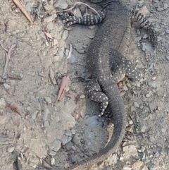 Varanus varius (Lace Monitor) at Gundaroo, NSW - 1 Jan 2018 by Gunyijan