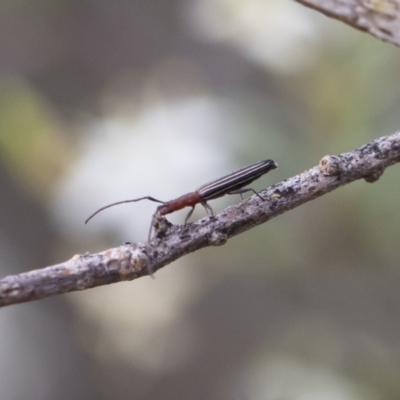 Syllitus microps (Longicorn or Longhorn beetle) at Illilanga & Baroona - 30 Dec 2018 by Illilanga