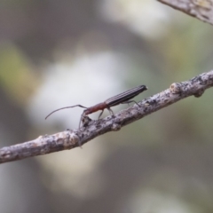 Syllitus microps (Longicorn or Longhorn beetle) at Michelago, NSW - 30 Dec 2018 by Illilanga