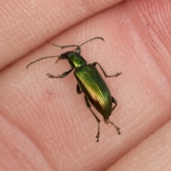 Lepturidea viridis (Green comb-clawed beetle) at Illilanga & Baroona - 15 Dec 2018 by Illilanga