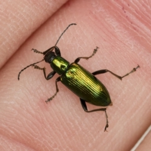 Lepturidea viridis at Michelago, NSW - 16 Dec 2018