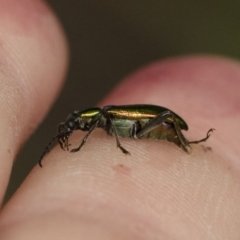 Lepturidea viridis at Michelago, NSW - 16 Dec 2018