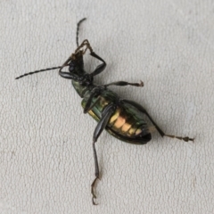 Lepturidea viridis at Michelago, NSW - 16 Dec 2018