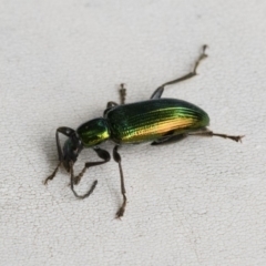 Lepturidea viridis at Michelago, NSW - 16 Dec 2018