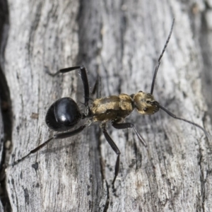 Polyrhachis semiaurata at Michelago, NSW - 22 Dec 2018