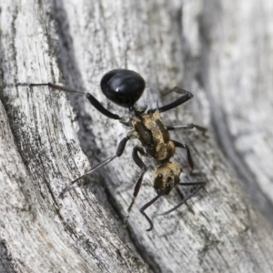 Polyrhachis semiaurata at Michelago, NSW - 22 Dec 2018 04:02 PM