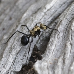 Polyrhachis semiaurata at Michelago, NSW - 22 Dec 2018 04:02 PM