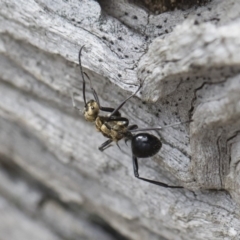 Polyrhachis semiaurata at Michelago, NSW - 22 Dec 2018 04:02 PM