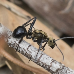 Polyrhachis semiaurata at Michelago, NSW - 22 Dec 2018