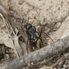 Camponotus suffusus (Golden-tailed sugar ant) at Illilanga & Baroona - 16 Dec 2018 by Illilanga