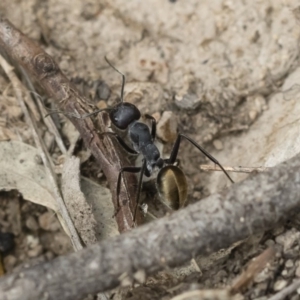 Camponotus suffusus at Michelago, NSW - 16 Dec 2018