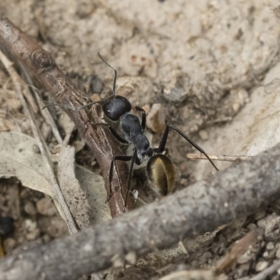 Camponotus suffusus (Golden-tailed sugar ant) at Michelago, NSW - 16 Dec 2018 by Illilanga