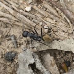 Camponotus suffusus at Michelago, NSW - 16 Dec 2018