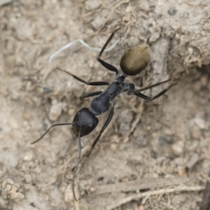 Camponotus suffusus at Michelago, NSW - 16 Dec 2018