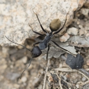 Camponotus suffusus at Michelago, NSW - 16 Dec 2018