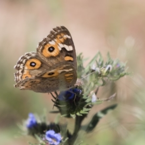 Junonia villida at Michelago, NSW - 12 Jan 2019 10:10 AM