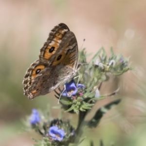 Junonia villida at Michelago, NSW - 12 Jan 2019 10:10 AM