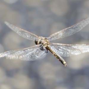 Hemicordulia tau at Michelago, NSW - 12 Jan 2019 09:36 AM