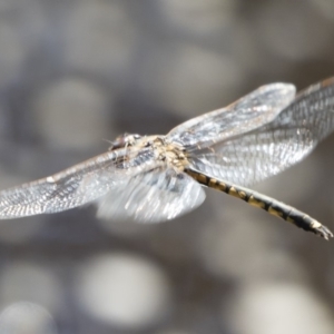 Hemicordulia tau at Michelago, NSW - 12 Jan 2019 09:36 AM