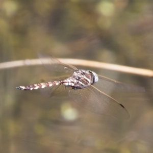 Adversaeschna brevistyla at Michelago, NSW - 12 Jan 2019 09:21 AM