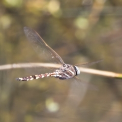 Adversaeschna brevistyla at Michelago, NSW - 12 Jan 2019