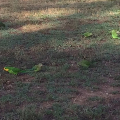 Polytelis swainsonii (Superb Parrot) at Hackett, ACT - 7 Feb 2019 by petersan