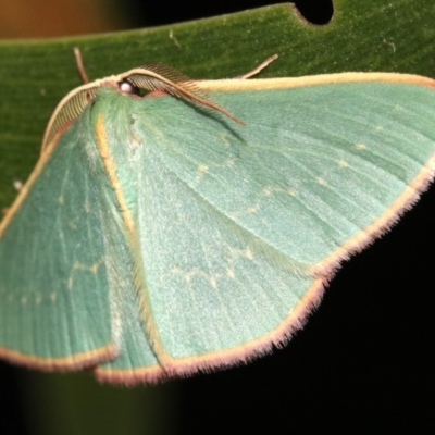 Chlorocoma dichloraria (Guenee's or Double-fringed Emerald) at Mount Ainslie - 6 Feb 2019 by jb2602