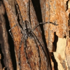 Holconia sp. (genus) (Unidentified Holconia huntsman) at Ainslie, ACT - 6 Feb 2019 by jb2602