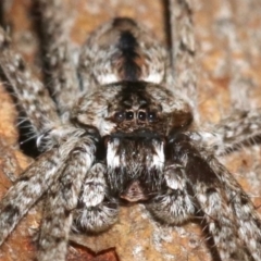 Holconia sp. (genus) at Ainslie, ACT - 6 Feb 2019