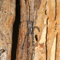 Holconia sp. (genus) at Ainslie, ACT - 6 Feb 2019