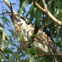 Eudynamys orientalis (Pacific Koel) at Red Hill, ACT - 7 Feb 2019 by roymcd
