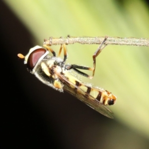 Simosyrphus grandicornis at Ainslie, ACT - 6 Feb 2019