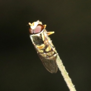 Simosyrphus grandicornis at Ainslie, ACT - 6 Feb 2019 10:24 PM