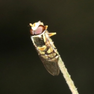 Simosyrphus grandicornis at Ainslie, ACT - 6 Feb 2019