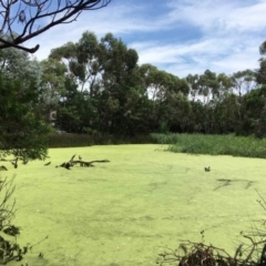 Lemna disperma (Common Duck-weed) at O'Connor, ACT - 6 Feb 2019 by RWPurdie