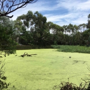 Lemna disperma at O'Connor, ACT - 7 Feb 2019 12:00 AM