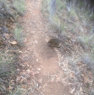 Tachyglossus aculeatus (Short-beaked Echidna) at Black Mountain - 4 Feb 2019 by Colinwalters