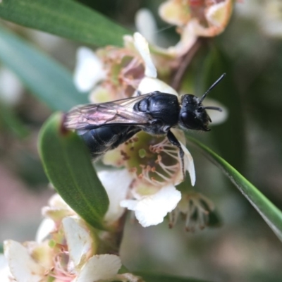 Euryglossa sp. (genus) (A native bee) at ANBG - 6 Feb 2019 by PeterA