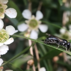 Euryglossa sp. (genus) at Acton, ACT - 6 Feb 2019