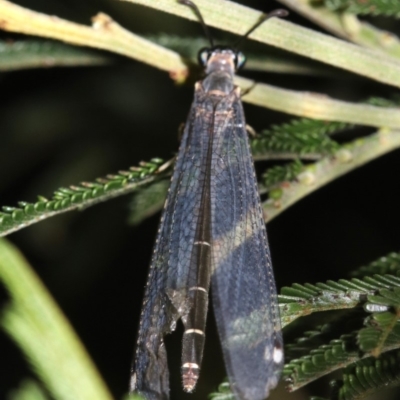 Myrmeleontidae (family) (Unidentified Antlion Lacewing) at Mount Ainslie - 6 Feb 2019 by jb2602
